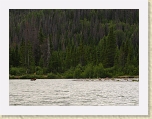 Alaska 597 * This grizzly swam across the river within the first 30 minutes on the water!  Needless to say, that got our heart rates up and our cameras out!  See movie also. * This grizzly swam across the river within the first 30 minutes on the water!  Needless to say, that got our heart rates up and our cameras out!  See movie also. * 2108 x 1581 * (879KB)